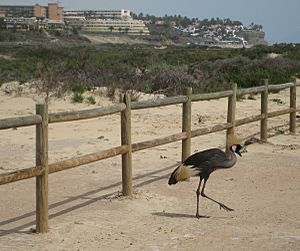 Archivo:Fuerteventura Pajara Jandia grulla Balearica