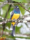 Gartered Trogon.jpg