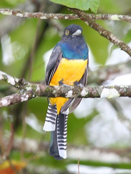 Gartered Trogon