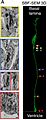 Golgi ubicacion Glia-radial Rata