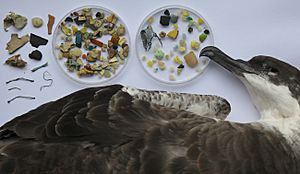 Archivo:Great Shearwater plastic fragments stomach