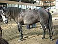 Grey lusitano