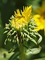 Hairy gumweed (Grindelia hirsutula) (4737184166)