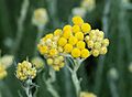 Helichrysum July 2011-1