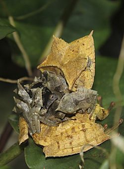 Hemiphractus fasciatus with babies at EVACC (4357556801).jpg