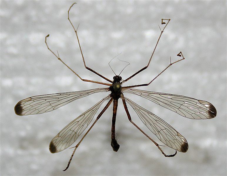 Hylobittacus apicalis Michigan