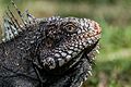 Iguanidae head from Venezuela