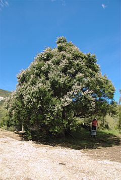 Archivo:Kanuka Tree in Puhi Puhi valley, near Kaikoura