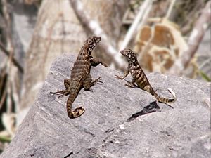 Archivo:Leiocephalus Cubensis Curly-tailed Lizard CU