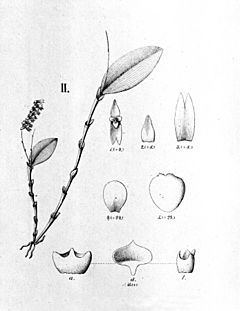 Archivo:Lepanthopsis floripecten (as Pleurothallis unilateralis)- cutout of Fl.Br.3-4-122-fig. II