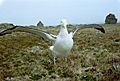 MacquarieIslandWanderer