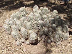 Archivo:Mammillaria albicans