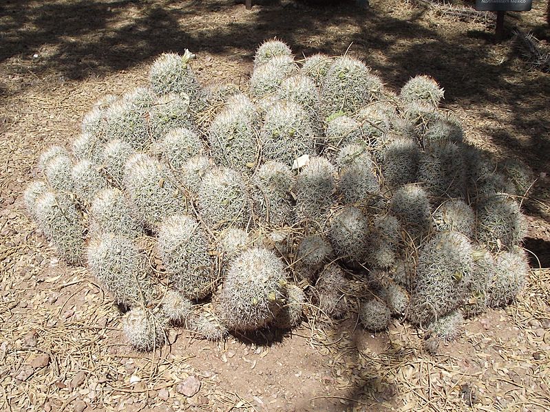 Mammillaria albicans