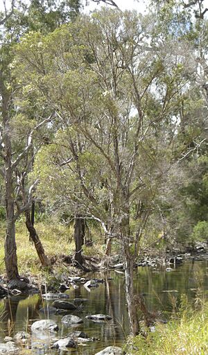Archivo:Melaleuca tree
