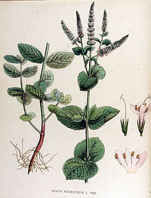 Archivo:Mentha rotundifolia — Flora Batava — Volume v15