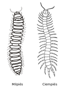 Archivo:Millipede centipede side-by-side es