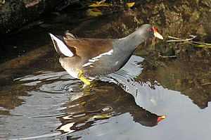 Archivo:Moorhen