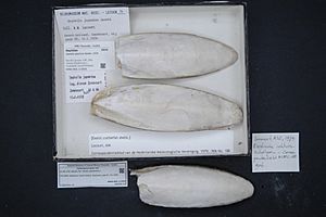 Archivo:Naturalis Biodiversity Center - RMNH.MOL.113926 - Sepiella japonica Sasaki, 1929 - Sepiidae - Mollusc shell