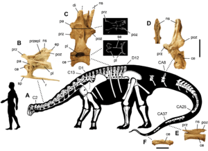Archivo:Nigersaurus taqueti skeleton