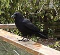 Northwestern Crow on railing
