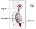Oesophage2