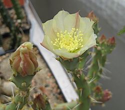 Opuntia chaffeyi 01.jpg