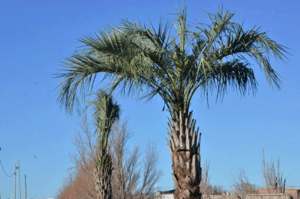 Archivo:Palmeras en Las Heras