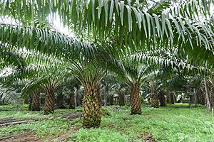 Archivo:Palmiers à huile à Ribeira Peixe (São Tomé) (2)