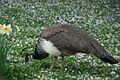 Pavo cristatus -Tierpark Hagenbeck, Hamburg, Germany -female-8a (1)