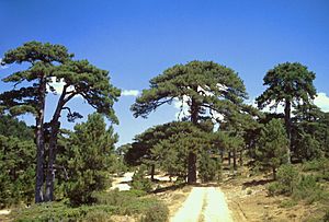 Archivo:Pinares de Pinus nigra en Puertollano (Quesada, Jaén)