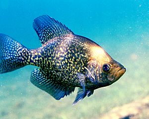 Archivo:Pomoxis nigromaculatus1