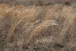 Archivo:Prairie grass