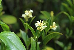 Psychotria boqueronensis.jpg