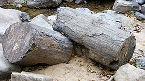 Archivo:Puyango fossil tree 02