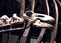 Archivo:Rapetosaurus skull FMNH