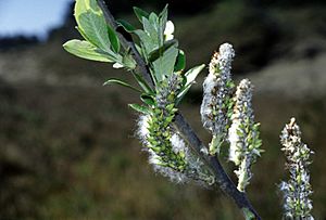 Archivo:Salix hookeriana USFWS