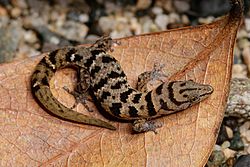 Sphaerodactylus epiurus MG 6089.jpg