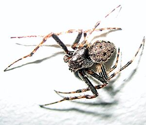 Archivo:Spinne nachbearbeitet