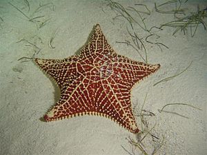 Archivo:Starfish