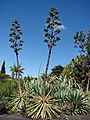 Starr 071024-0211 Agave vivipara