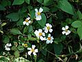Starr 080531-5030 Bidens alba var. radiata