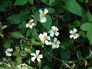 Archivo:Starr 080531-5030 Bidens alba var. radiata