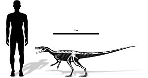 Archivo:Staurikosaurus size