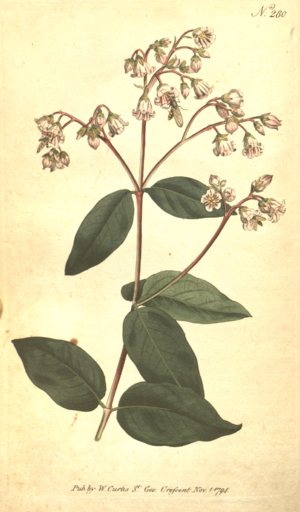 Archivo:The Botanical Magazine, Plate 280 (Volume 8, 1794)