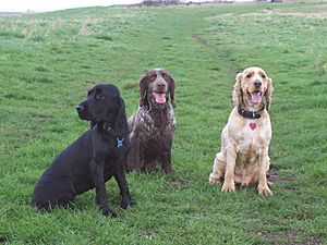 Archivo:Three Cocker Spaniels