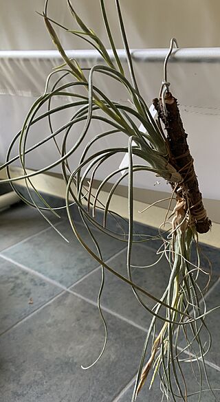 Tillandsia baileyi 19802.JPG