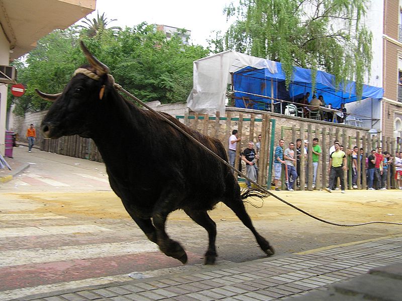 Vaca en San Marcos