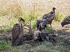 Archivo:White-backed vultures eating a dead wildebeest