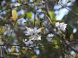Xolocotzia asperifolia 7943750.jpg