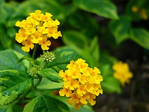 Archivo:Yellow flower1